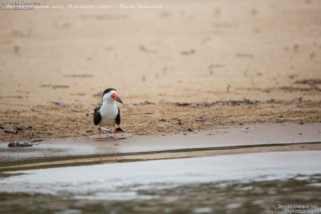 Black Skimmer, identification, habitat