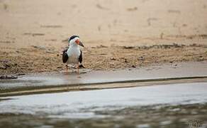 Black Skimmer