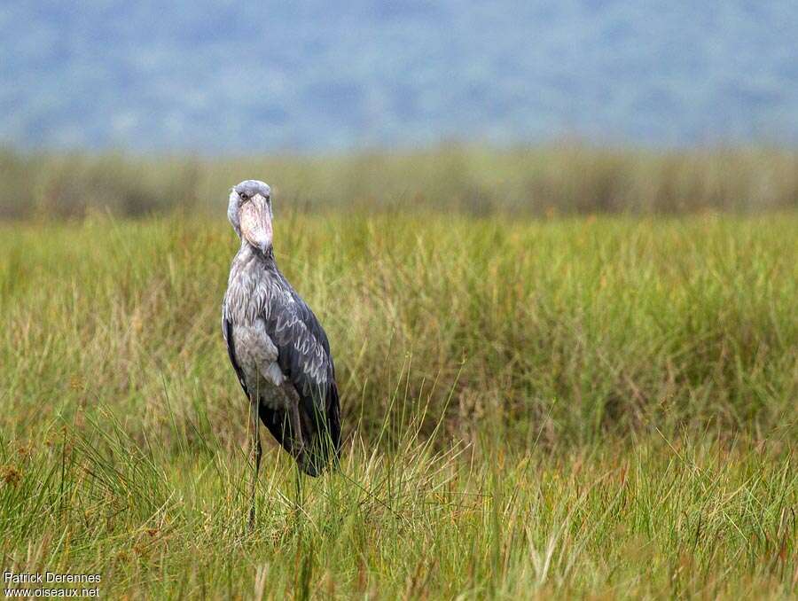 Bec-en-sabot du Niladulte, habitat