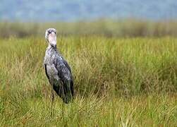 Shoebill