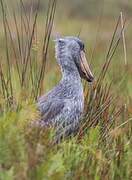 Shoebill