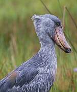 Shoebill