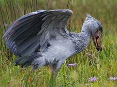 Shoebill