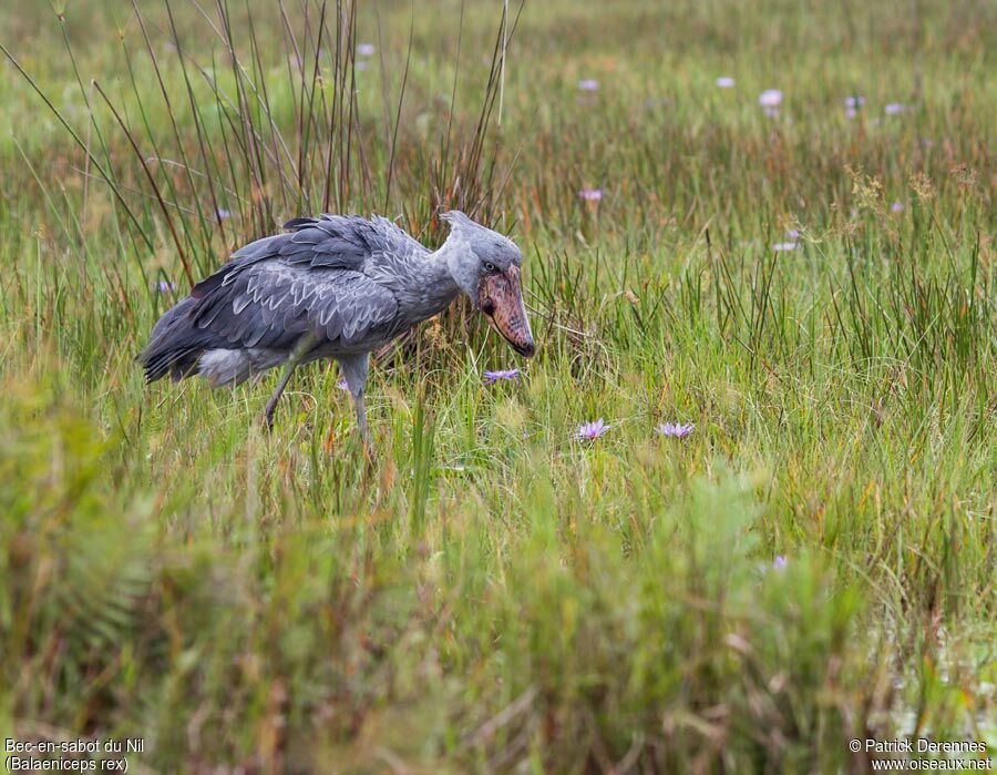 Shoebilladult, identification, feeding habits, Behaviour