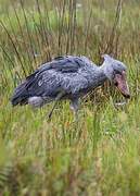 Shoebill