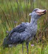 Shoebill