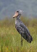 Shoebill