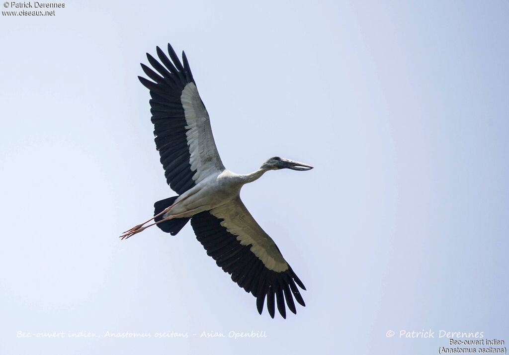 Asian Openbill, Flight