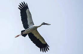 Asian Openbill