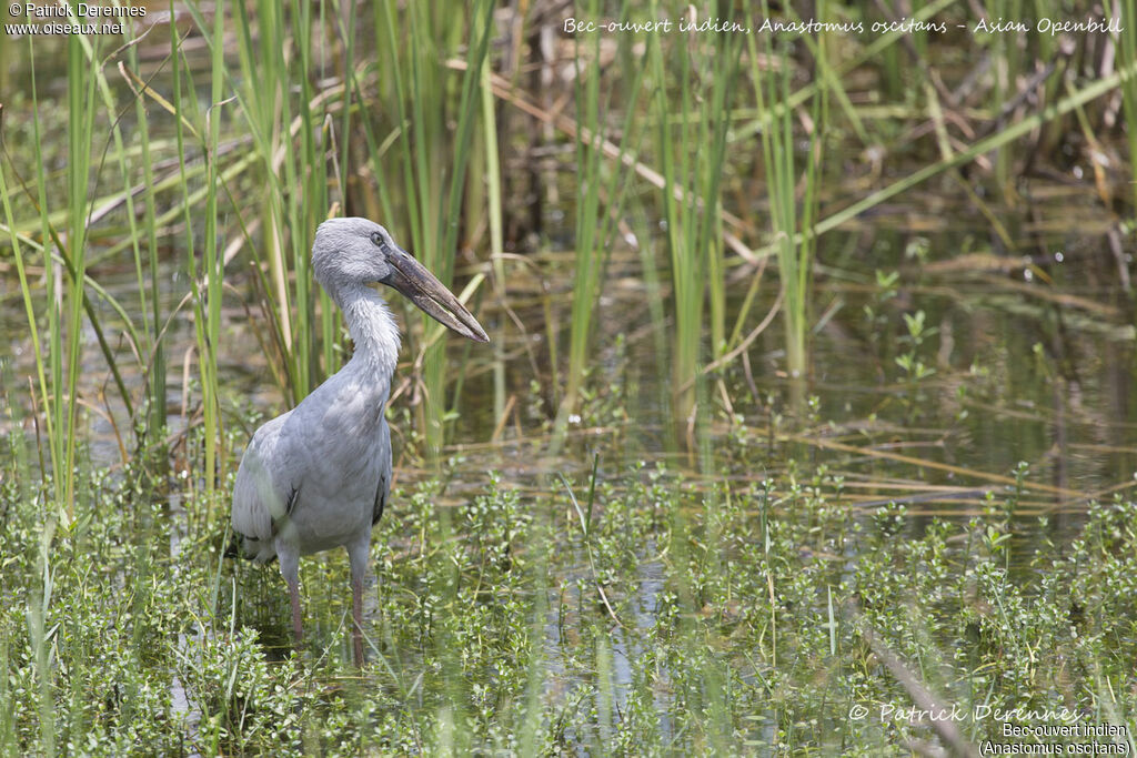 Asian Openbill, identification, habitat