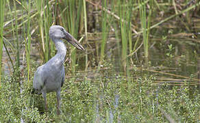 Asian Openbill