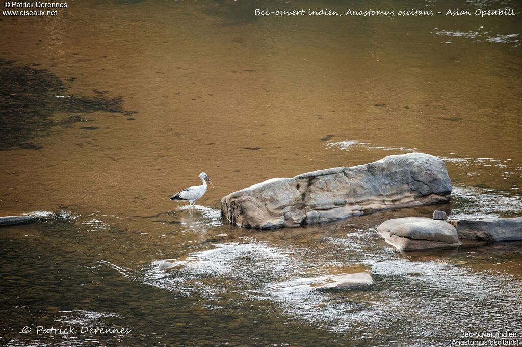 Bec-ouvert indien, identification, habitat