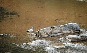 Asian Openbill