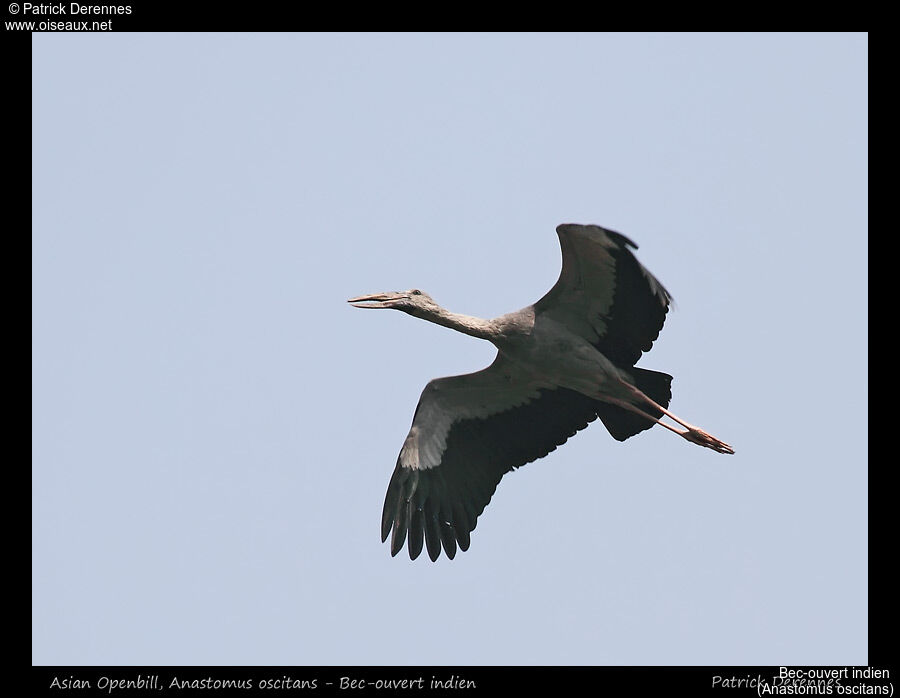 Asian Openbill, Flight