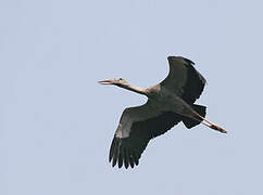 Asian Openbill