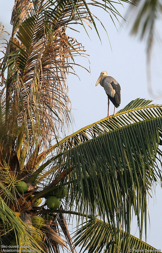 Asian Openbill