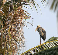 Asian Openbill