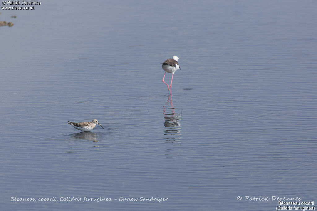 Curlew Sandpiper, identification, habitat