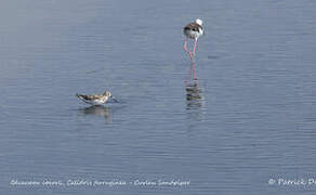 Curlew Sandpiper