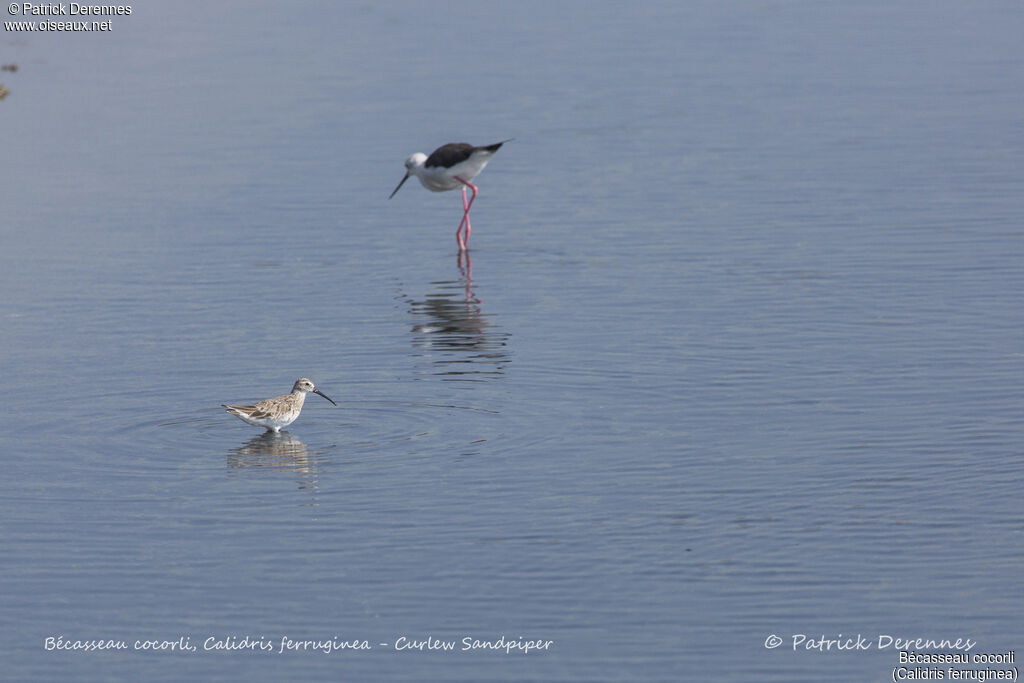 Curlew Sandpiper, identification, habitat