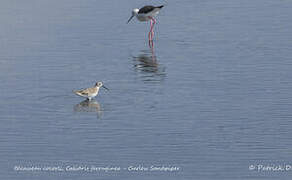 Curlew Sandpiper