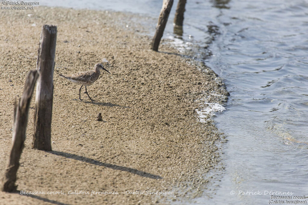 Bécasseau cocorli, identification, habitat