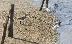 Curlew Sandpiper