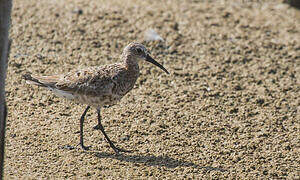 Curlew Sandpiper