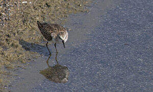 Little Stint