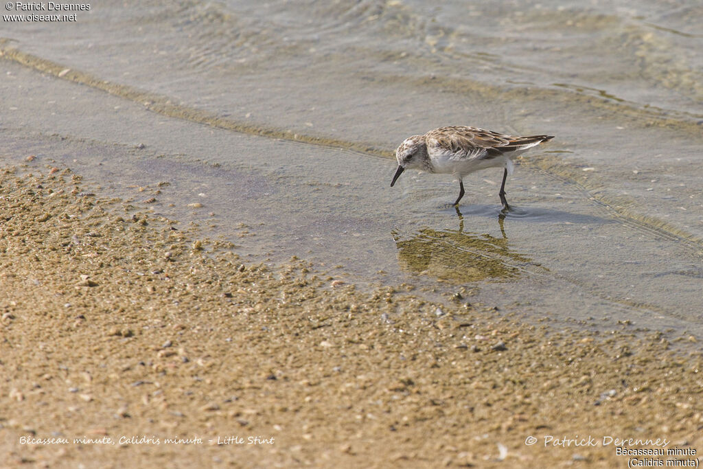 Bécasseau minute, identification, habitat