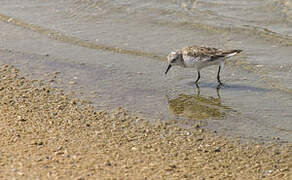 Little Stint