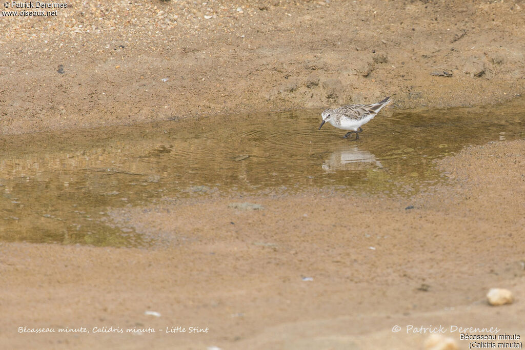 Bécasseau minute, identification, habitat