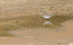 Little Stint