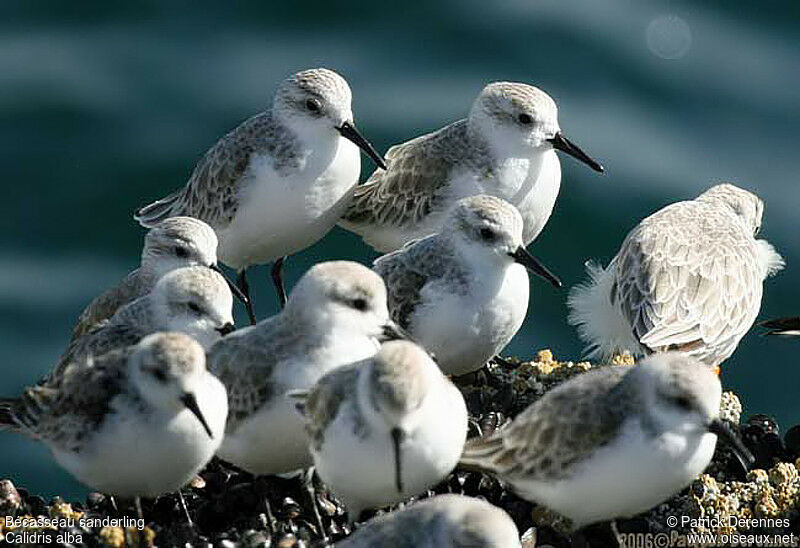 Sanderling