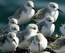 Bécasseau sanderling