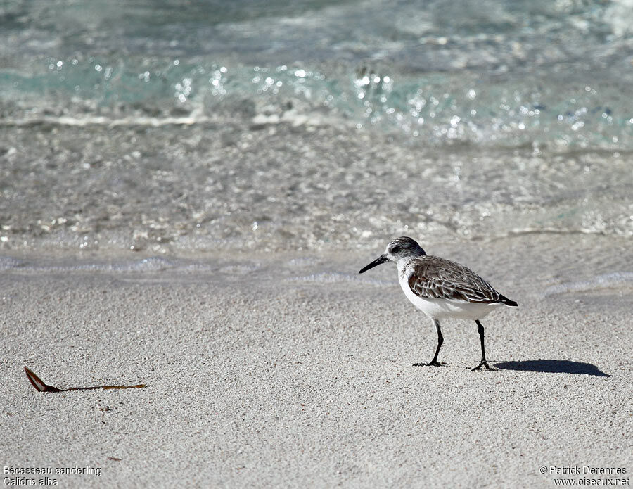 Sanderling, identification