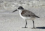 Bécasseau sanderling