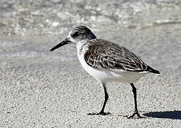 Sanderling