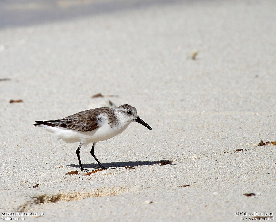 Sanderling, identification