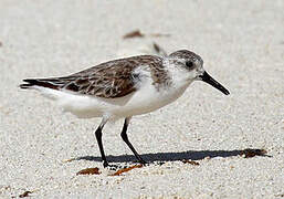 Sanderling