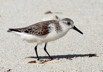 Bécasseau sanderling