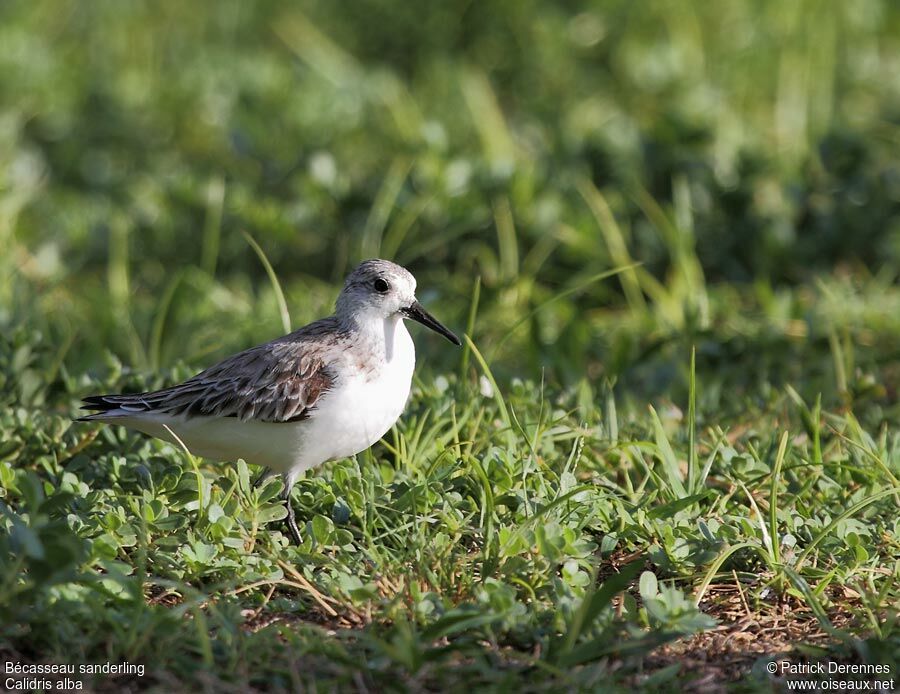 Sanderling, identification