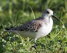 Bécasseau sanderling