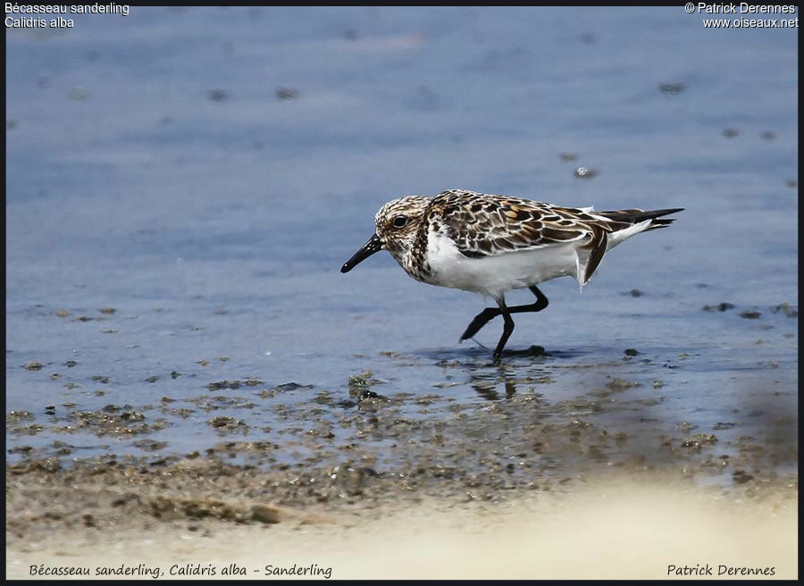 Bécasseau sanderlingadulte, identification, Comportement