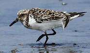 Bécasseau sanderling