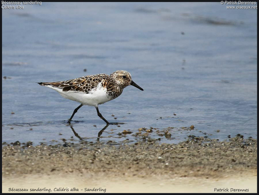 Bécasseau sanderlingadulte, identification, Comportement