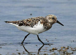 Bécasseau sanderling