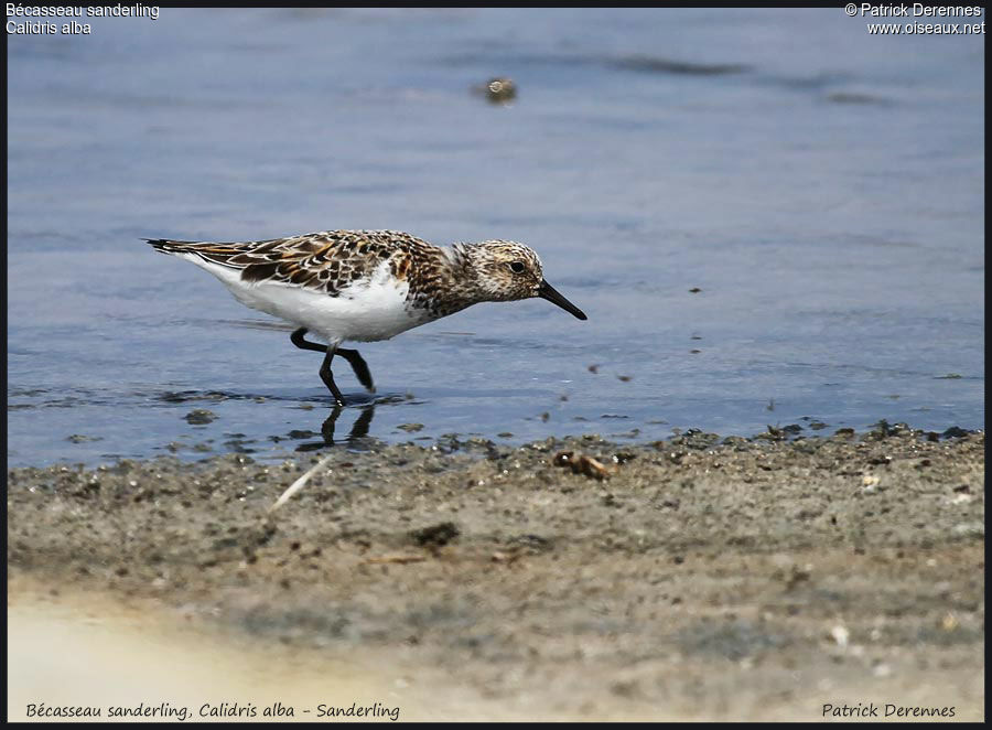 Sanderlingadult, identification, Behaviour