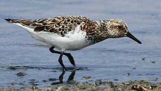 Bécasseau sanderling