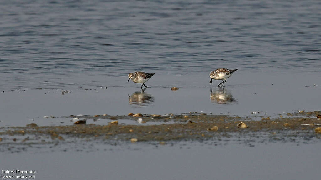 Spoon-billed Sandpiper, habitat, Behaviour